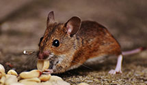 24 Hour & Emergency Exterminators in Monroe Twp, PA